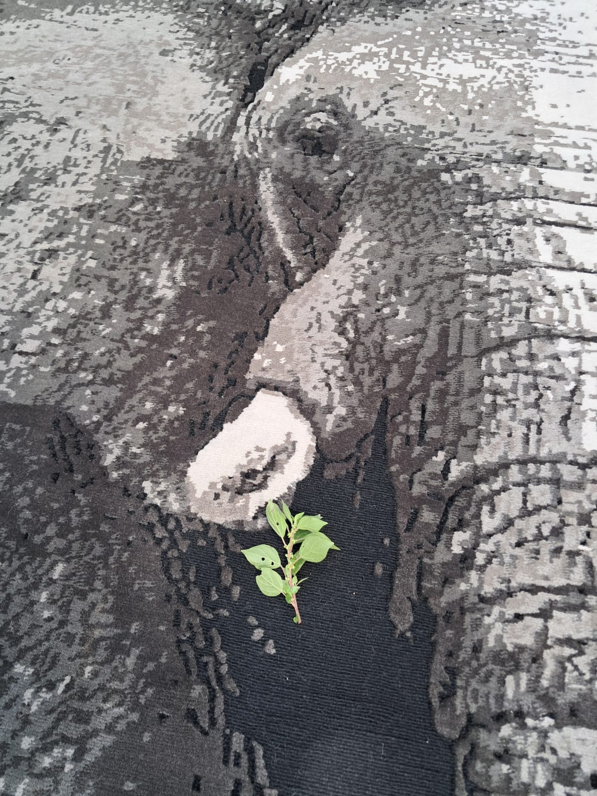 THE HALF ELEPHANT